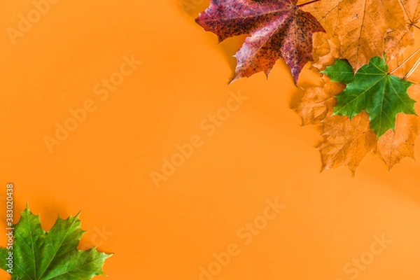 Fototapeta Autumn leaves over orange background with copy space