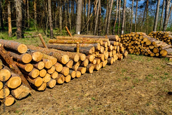 Fototapeta Stacked tree logs of pine wood in the forest. Forest felling. Timber storage