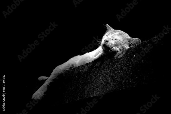 Obraz black and white