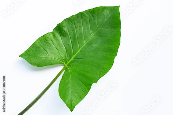 Fototapeta Taro leaf isolated on white background.