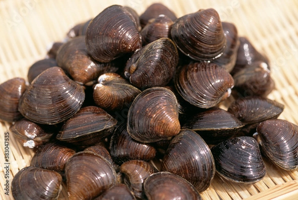 Fototapeta ヤマトシジミ