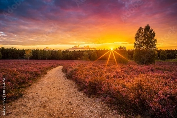 Fototapeta Lüneburger Heide  - Heidschnuckenweg