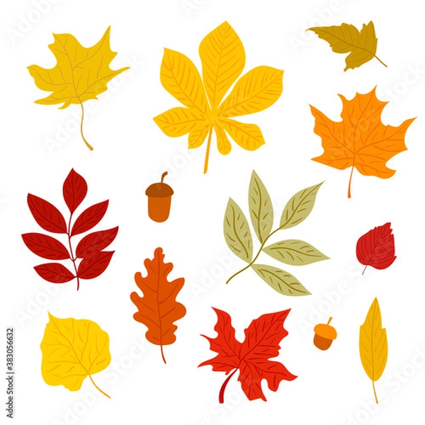 Fototapeta Colorfull autumn leaves set. Vector isolated elements
