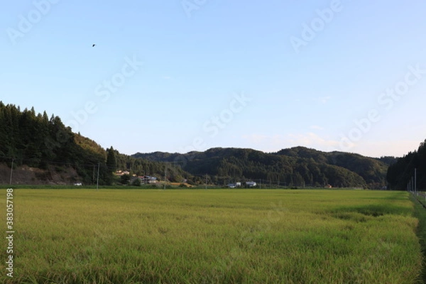 Fototapeta 金色の稲穂が広がる白神山地の田んぼ風景