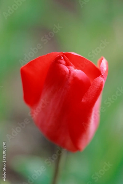 Fototapeta チューリップ