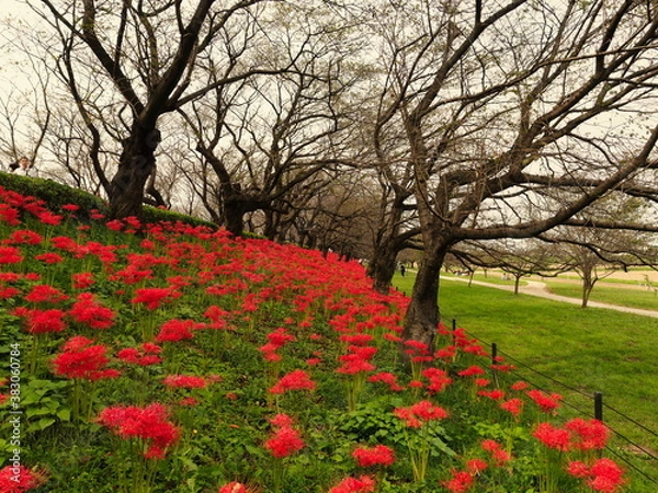 Fototapeta 群生している彼岸花