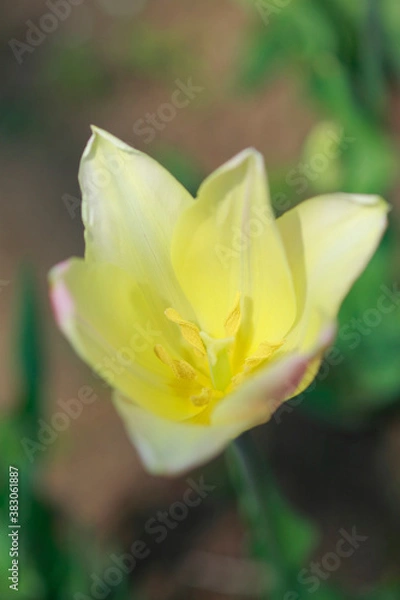 Fototapeta チューリップ