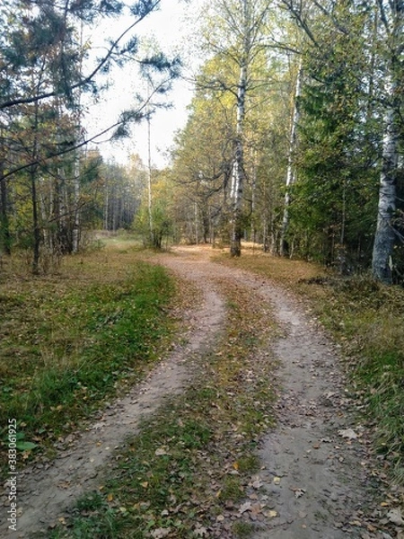 Obraz dear in the autumn forest