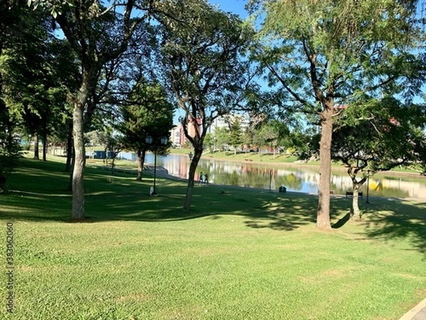 Obraz tree in the park