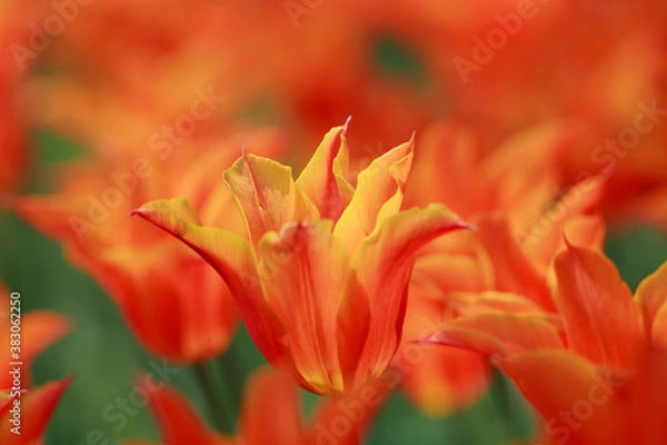 Fototapeta チューリップ