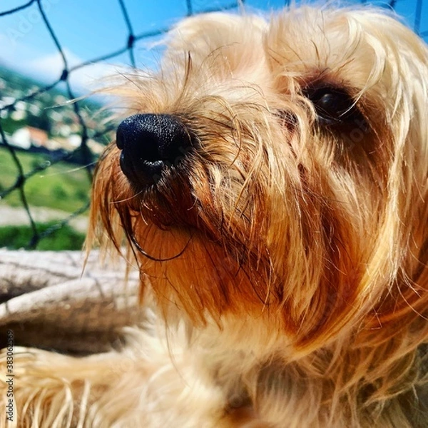 Obraz ANIMAL YORKSHIRE