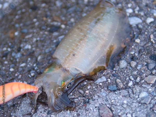 Obraz エギングで釣りあげたアオリイカ