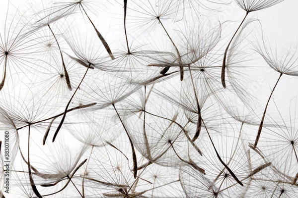Fototapeta dandelion seeds over white background