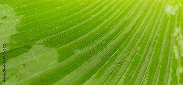 Fototapeta green leaf texture