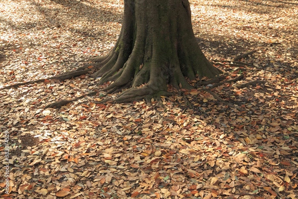 Fototapeta 紅葉の落ち葉