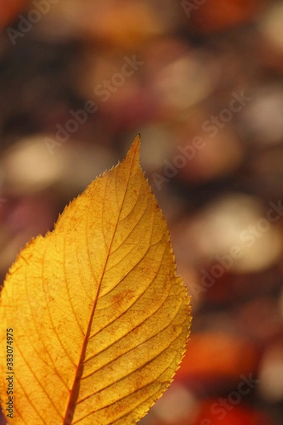 Obraz 紅葉の落ち葉