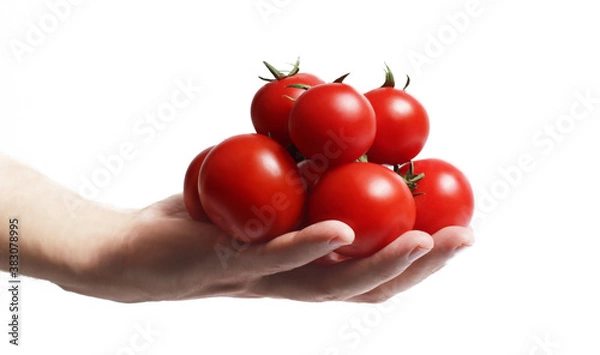 Fototapeta Tomato in the human hand. Isolated over white background.