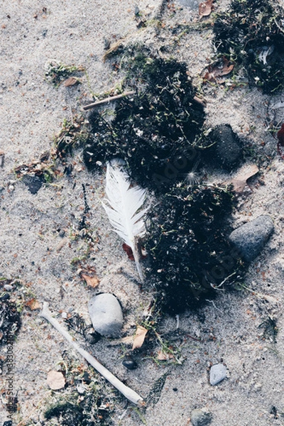 Obraz close up of the beach algae