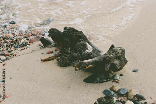 Obraz old trunk on the beach