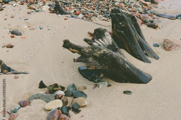 Obraz trunk on the beach