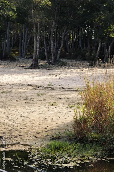 Obraz river in the forest