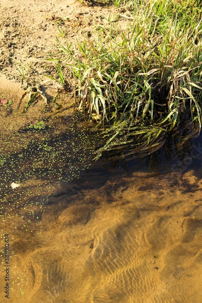 Obraz grass and water
