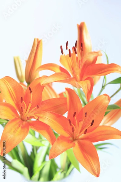 Fototapeta 花ユリ