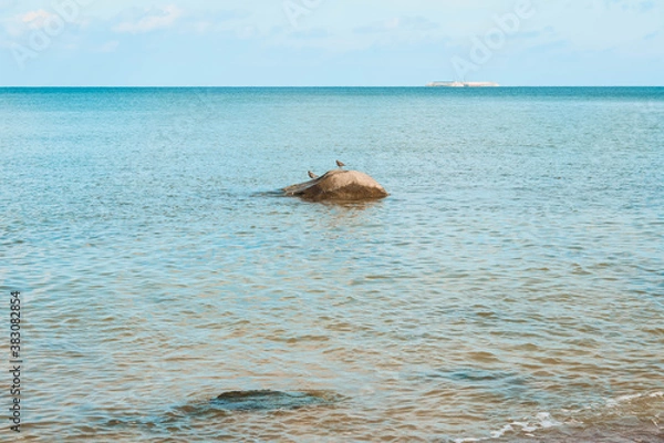 Obraz birds on the stone