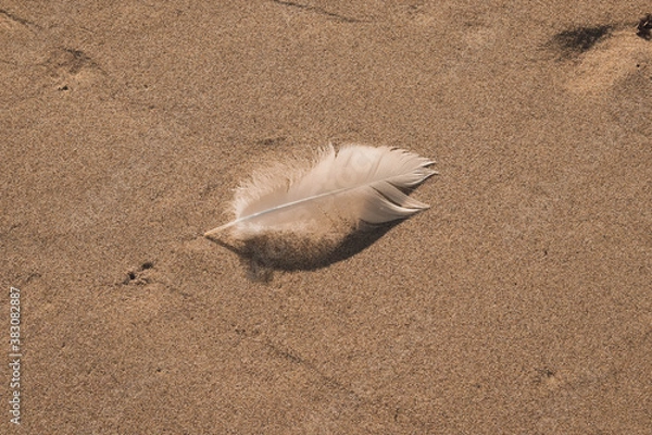 Obraz feather on sand