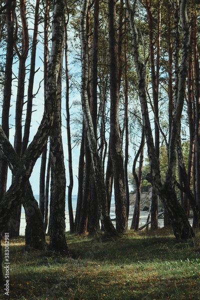 Obraz trees in the forest