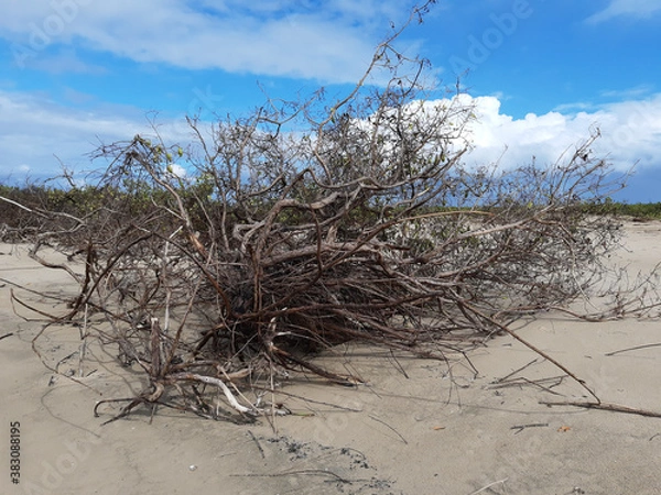 Obraz Spring time in northeast Brazil 
