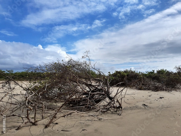 Obraz Spring time in northeast Brazil 
