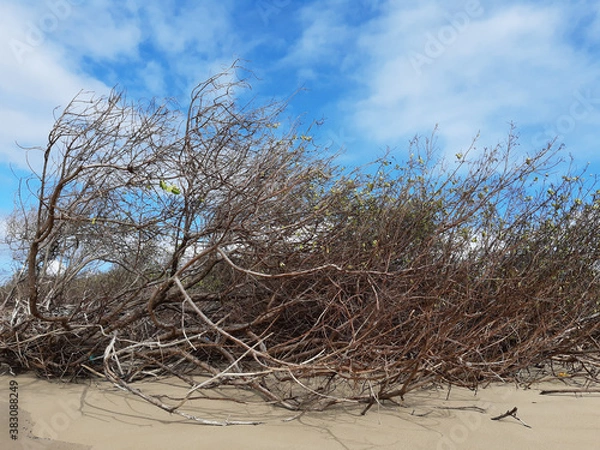 Obraz Spring time in northeast Brazil 