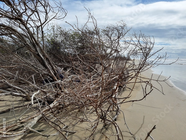 Obraz Spring time in northeast Brazil 