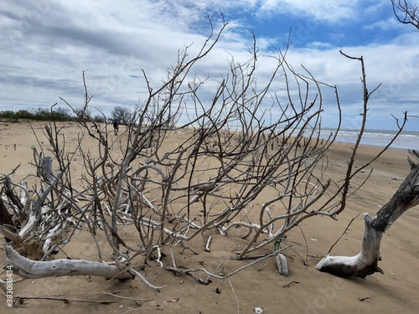 Obraz Spring time in northeast Brazil 