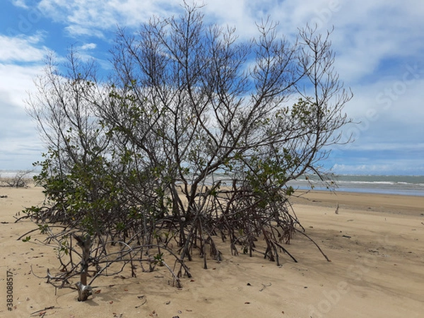 Obraz Spring time in northeast Brazil 