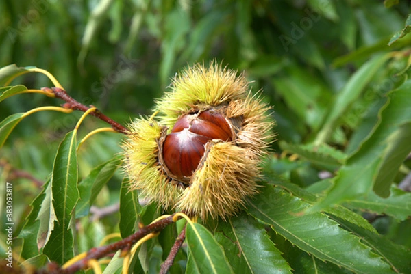 Obraz Chestnuts just before harvest, in their thorny sheath on the chestnut tree