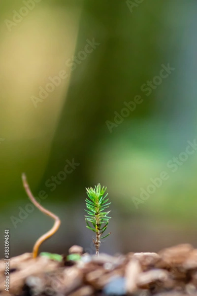 Obraz junger Setzling alleine