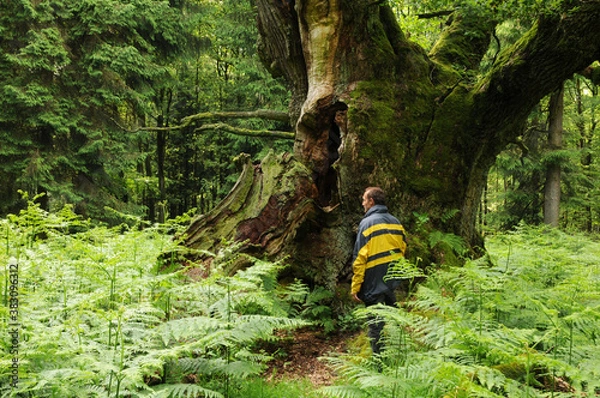 Fototapeta Alte Eiche im Reinhardswald 