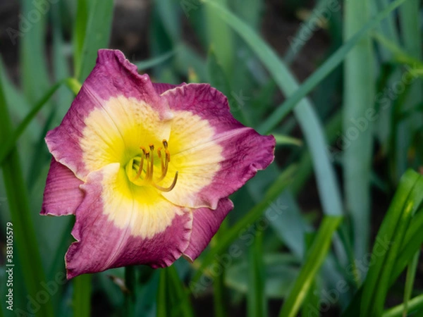 Fototapeta Closeup view of a beautiful daylily (Hemerocallis) 
