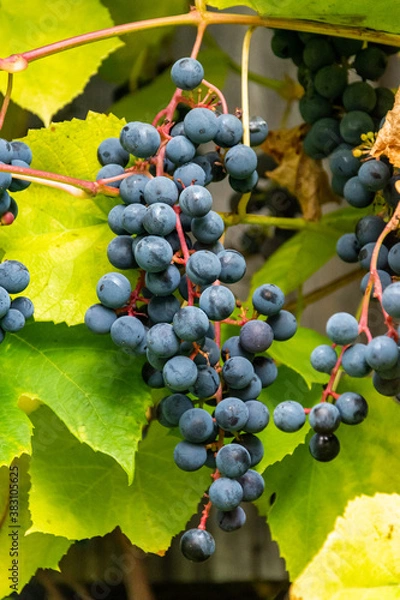 Obraz A bunch of wild grapes hanging from the branch.