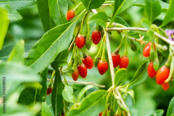 Obraz View of goji berries growing on a branch