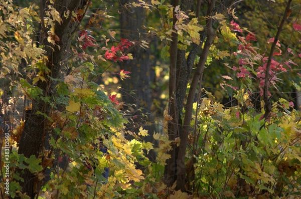 Obraz green moss on the stone