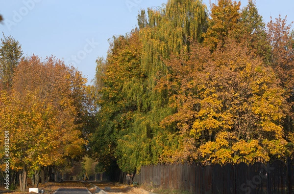 Obraz autumn trees in the park