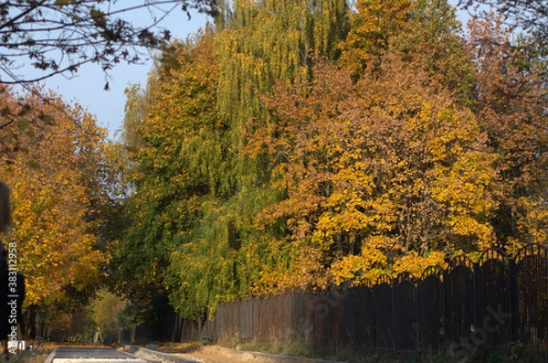 Obraz autumn trees in the park