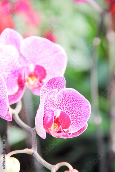 Obraz Pink tropical flower