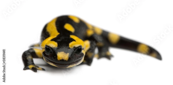 Fototapeta Fire salamander, Salamandra salamandra