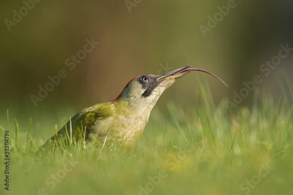 Obraz Gruenspecht Picus viridis