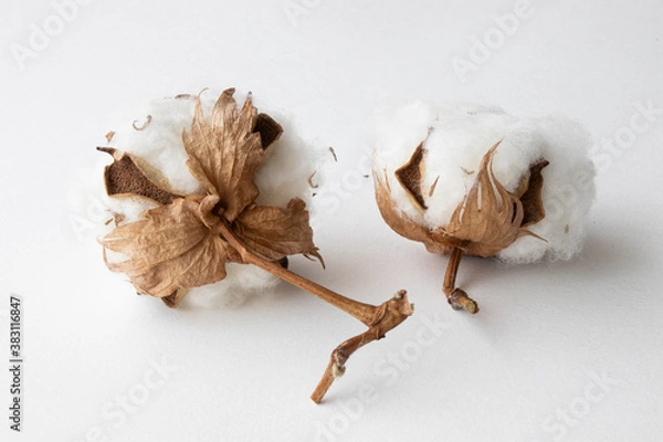 Obraz cotton buds on a white background