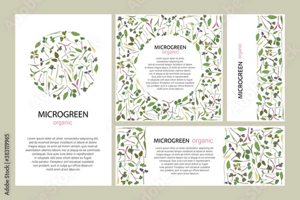 Fototapeta Set of vector graphic frames and templates with microgreens. Herbs - peas, sunflowers, onions, corn, basil, porcelain rose, spinach, salad, collaby, barley, tatsoy on a white background